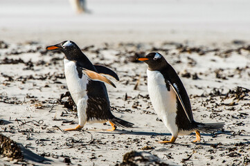 Gentoo penguin on the sand of the Falkland Islands