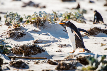 Gentoo penguin on the sand of the Falkland Islands