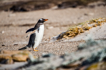 Gentoo penguin on the sand of the Falkland Islands