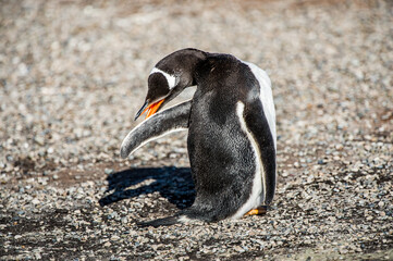Naklejka premium Gentoo penguin from the back cleaning the feathers