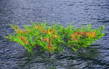 Green grass on the water