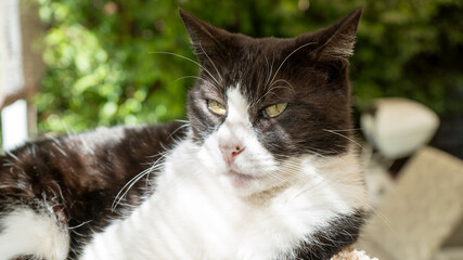 Cute Tuxedo Cat Lounging in the Backyard Shade