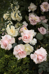 Beautiful wedding arch of flowers or white roses in a field or meadow. Preparation for a wedding event.