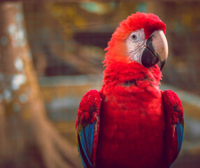 Colorful guacamayo looking with its right eye