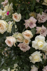 Beautiful wedding arch of flowers or white roses in a field or meadow. Preparation for a wedding event.