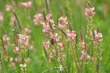 In the meadow among the herbs blooms sainfoin (onobrychis).