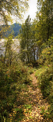 Autumn landscape in the mountains near the lake, yellow leaves, grass and green trees. clear water of a mountain lake, vertical frame