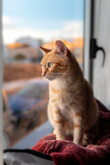 foto vertical. gato atigrado de color marron con ojos verdes, se sienta en una hamaca junto a la...