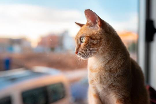 Primer plano. Vista de perfil. Gato atigrado de color marron con ojos verdes, mira al exterior desde la ventana