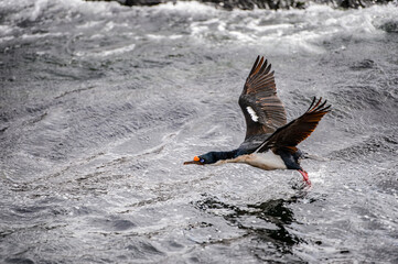 It's Polar duck flies