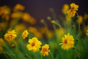 Coreopsis yellow flowers grow in the evening garden, art bokeh