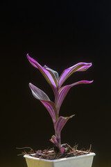 Little Zebrina pendula or Inch plant on white pot isolated on black background