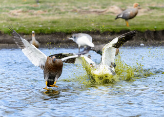 It's Ducks in the water