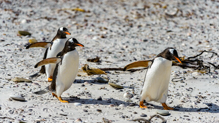 It's Gentoo penguins run on the sand