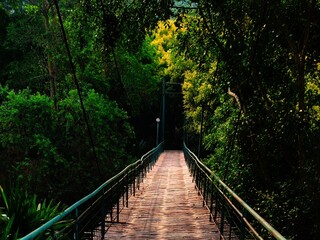 wooden bridge in the forest