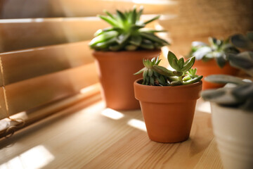 Beautiful echeveria on wooden windowsill indoors. Succulent plant