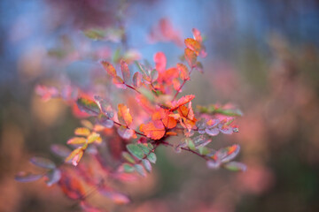 Red rowan leaf in the fall. 