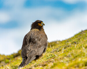 It's Antarctic bird