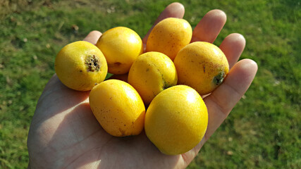 한국 제주도 비파 열매 