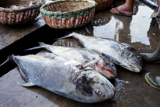 Fresh Big GT (Giant travelly) for sale at traditional seafood market