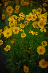 Cute yellow flowers grow in the evening garden.