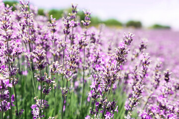 lavender field