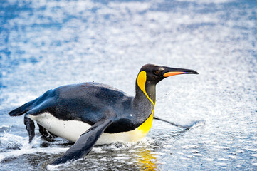 Fototapeta na wymiar It's Penguin swims in the Antarctica