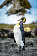 It's Portrait of a penguin on the South Pole