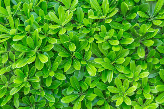 green young bushes, photo from above
