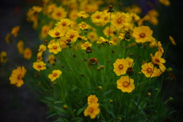 Obraz premium Vivid yellow flowers coreopsis grows in the dark evening garden.