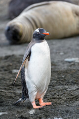 It's Gentoo penguin on the sand