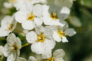 Vintage photo of white cherry tree flower in spring