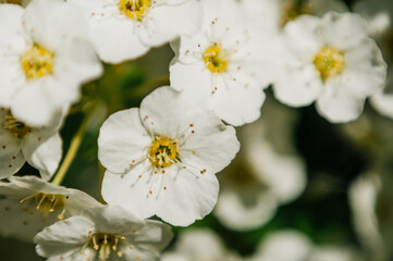 Fototapeta na wymiar Vintage photo of white cherry tree flower in spring