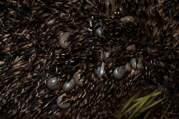 A hedgehog is infected with a large number of ticks. The invasion of ticks.
