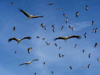 Storks return from wintering
