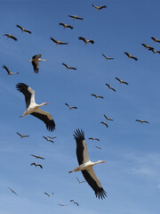 Storks return from wintering © IrinaGu