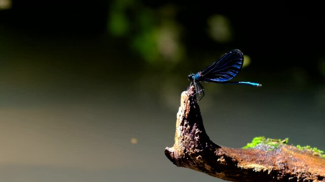 Beautiful Demoiselle dragonfly , landing for a tree over the water