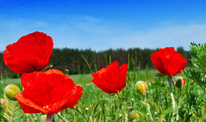 Naklejka premium Flowers Red poppies blooming in the wild field against the background of the forest and blue sky.