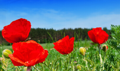 Flowers Red poppies blooming in the wild field against the background of the forest and blue sky.
