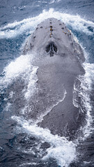 It's Whale siwms on the surface in Antlantic Ocean near Antarctica