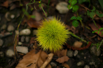 Green wild forest plant into the nature
