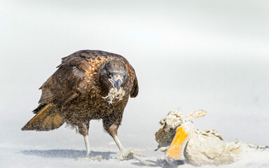 It's Falcon finishes the dinner