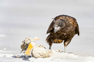 It's Falcon finishes the dinner