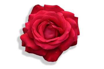 rosa rossa petali sfondo bianco profumo 