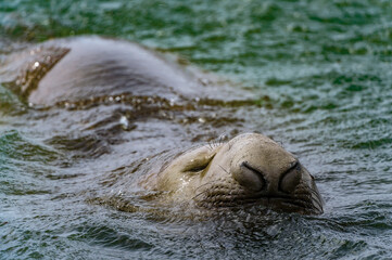 It's Elephant seal swims in the water (sea elephants), large, oceangoing seal in the genus Mirounga