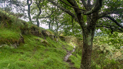 Camino en el bosque, Jaizkibel, Gipuzkoa