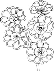 Primula auriculas sketch, vector illustration of a flower