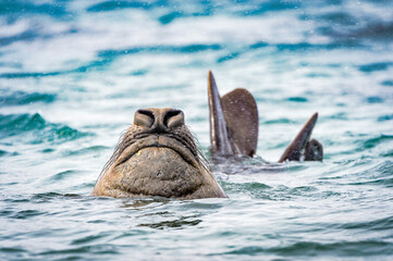 It's Elephant seal swims in the water (sea elephants), large, oceangoing seal in the genus Mirounga