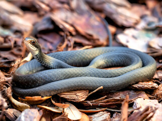 Juvenile Southern Black Racer Snake