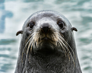 It's Intense look of an Atlantic seal. South Georgia, South Atlantic Ocean.